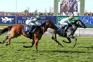 Emily Margaret wins the NZB Sponsored Canterbury Belle Stakes.